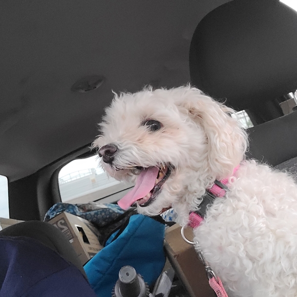 Meet your Posher, Tammora - Picture 4 of 4